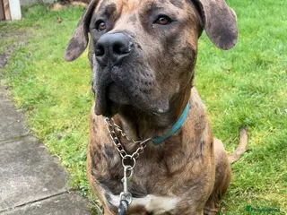 Mastiff dogs Beautiful mastiff - Advert 16