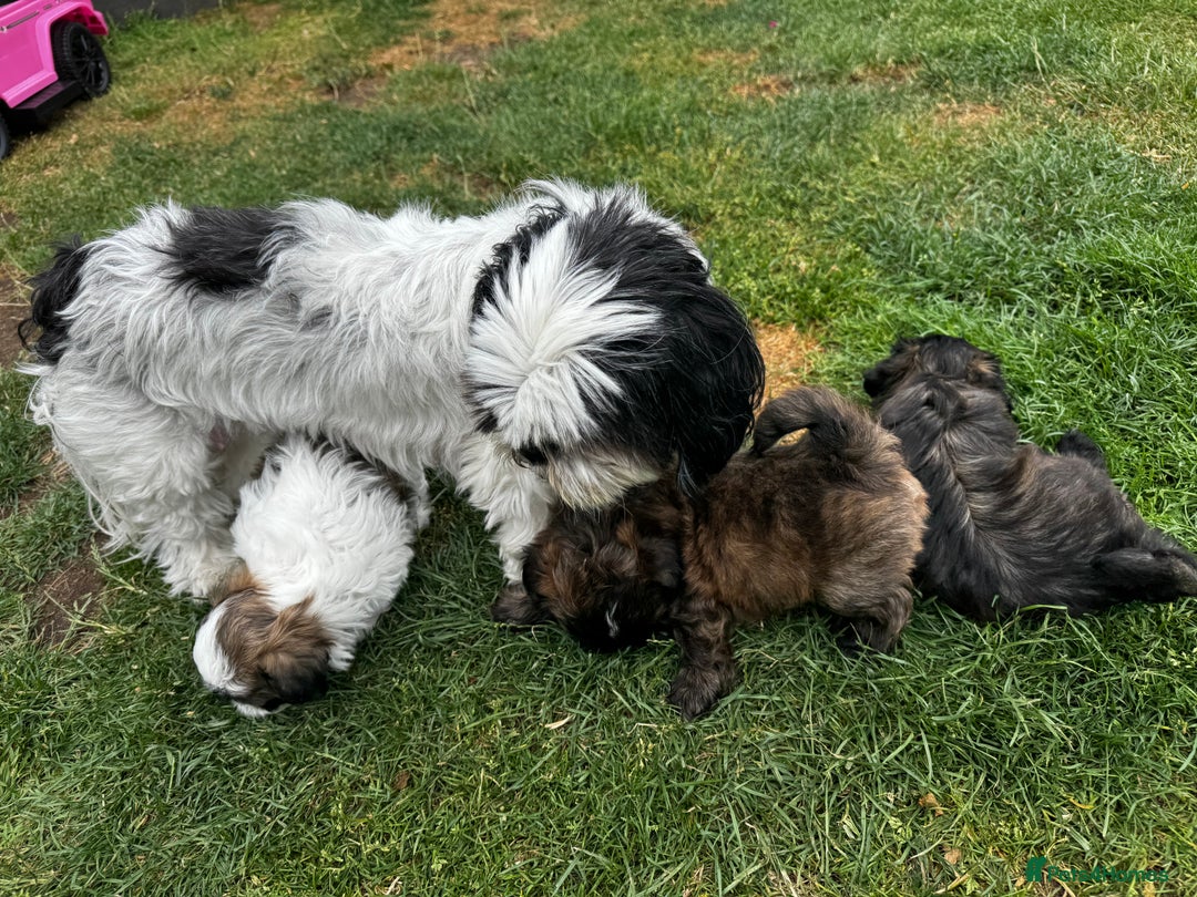 Shih Tzu dogs for sale: Shih tzu puppies looking for a forever home. - Image 9