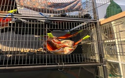 Rat rodents for sale: 2 male rats + cage and accessories  - Image 19