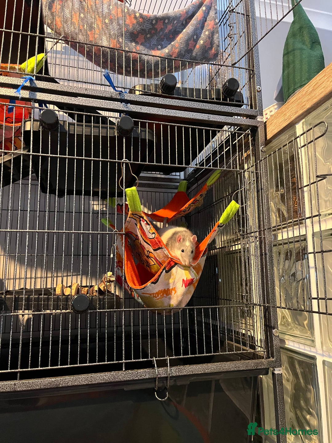 Rat rodents for sale: 2 male rats + cage and accessories  - Image 19
