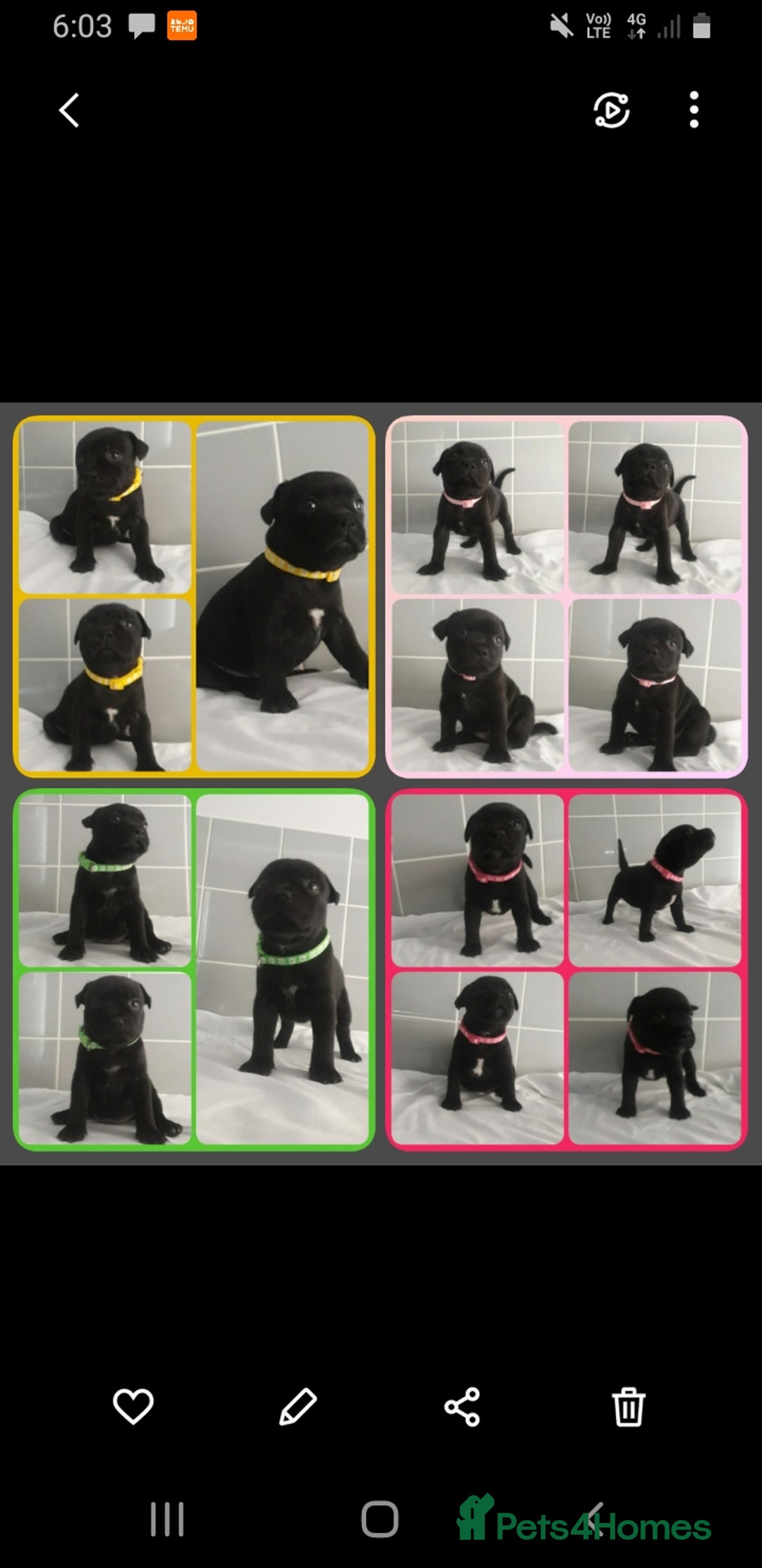 Staffordshire Bull Terrier dogs for sale: Genesis planned mating  - Image 4