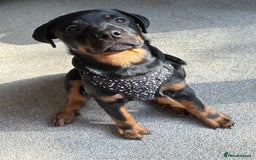 Rottweiler dogs for sale: Zora the Rotty - Image 3
