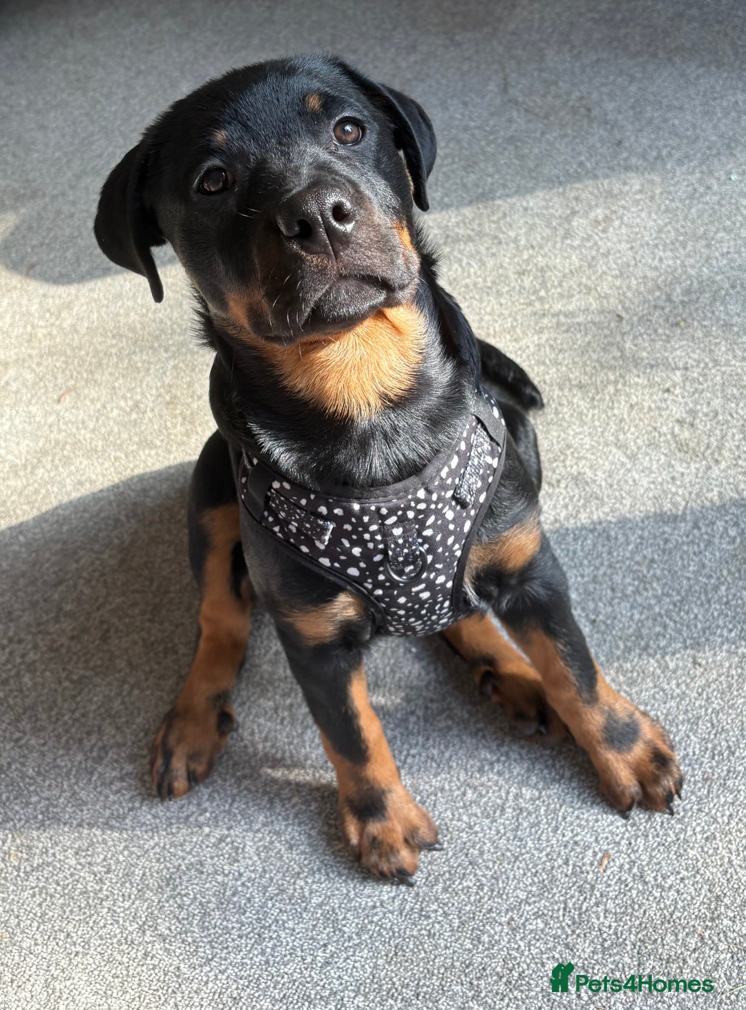 Rottweiler dogs for sale: Zora the Rotty - Image 3