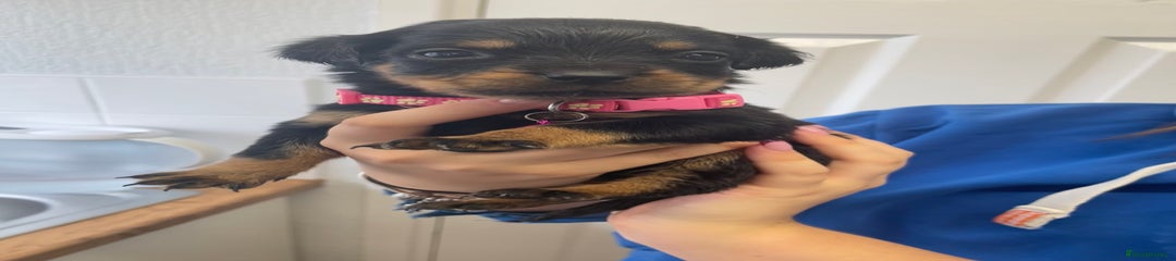 Pink - girl