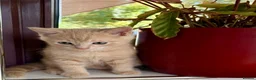 Mixed Breed cats for sale: TWO beautiful half-breed Ragdoll boy kittens. - Advert 8