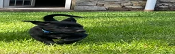 Mixed Breed dogs for sale: Australian Kelpie x Collie Pups in Llangadog - Advert 15