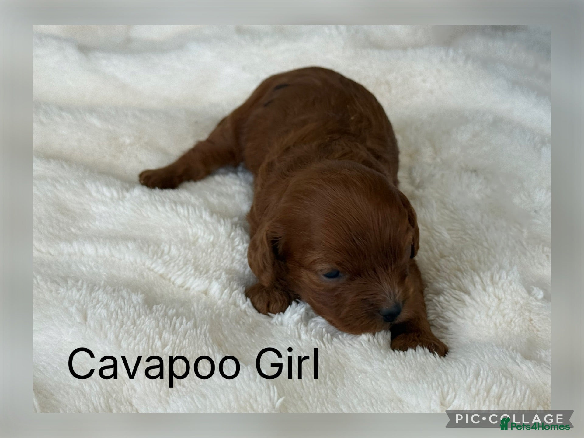 Cavapoo dogs Stunning deep dark red F1 Cavapoo’s - Advert 2