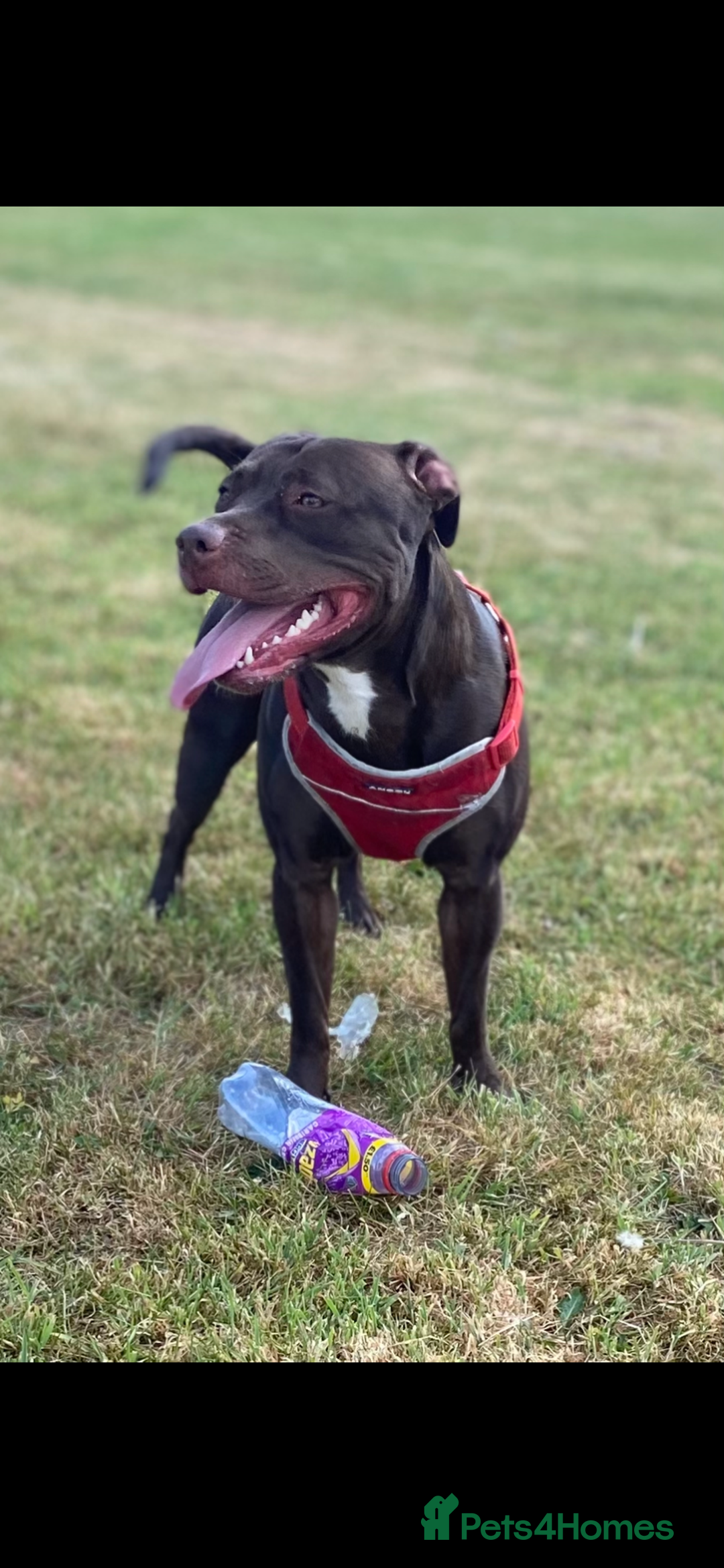 Staffordshire Bull Terrier dogs for stud: Quality STUD carries blue, red and tri gene  - Advert 16