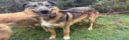 Mixed Breed dogs for adoption: Nancy - Norwich Norfolk  - Advert 6