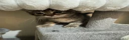 Domestic Shorthair cats for sale: Lovely tabby kittens - Advert 30