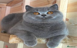 British Shorthair cats for sale: Beautiful boy  - Image 9