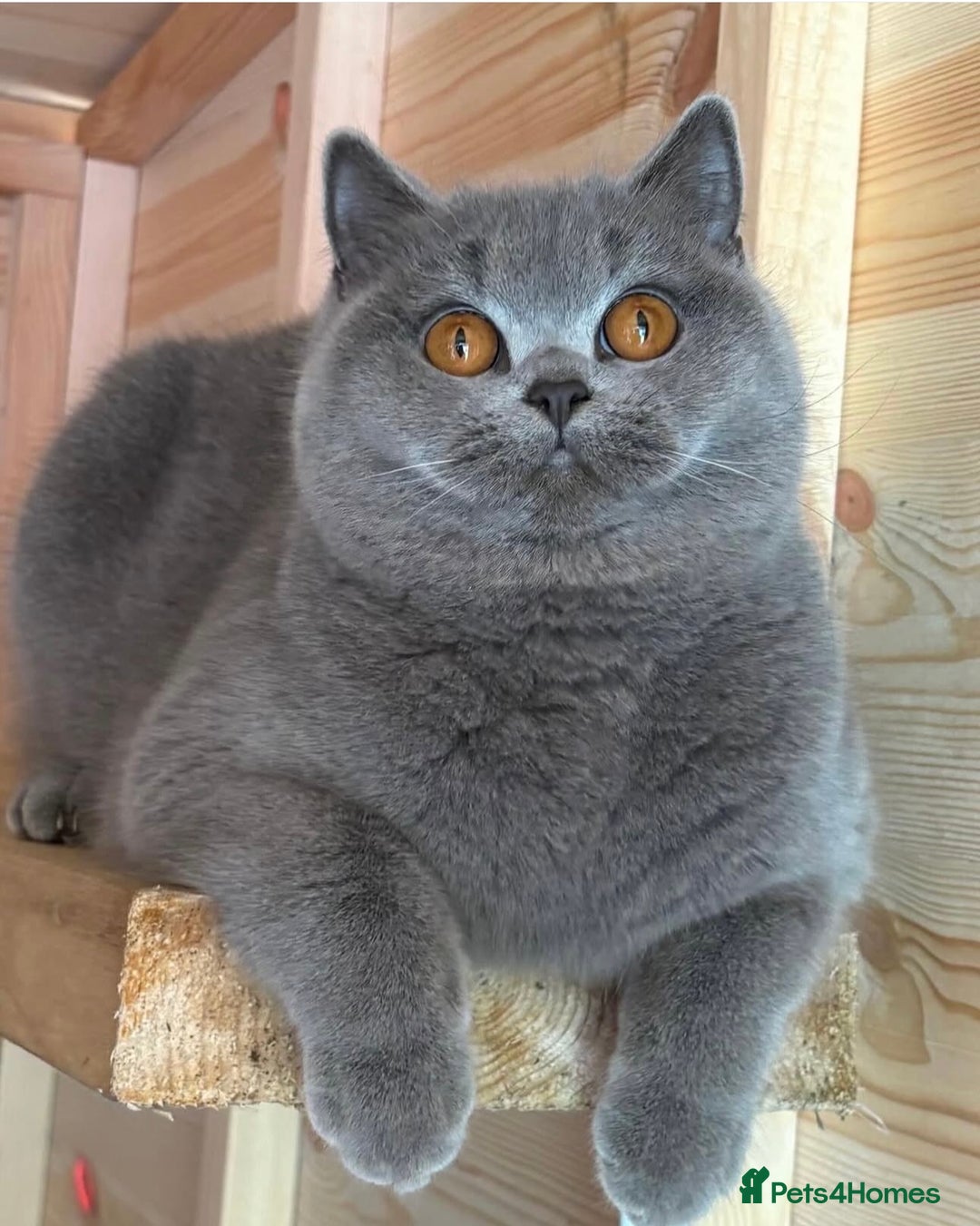 British Shorthair cats for sale: Beautiful boy  - Image 9
