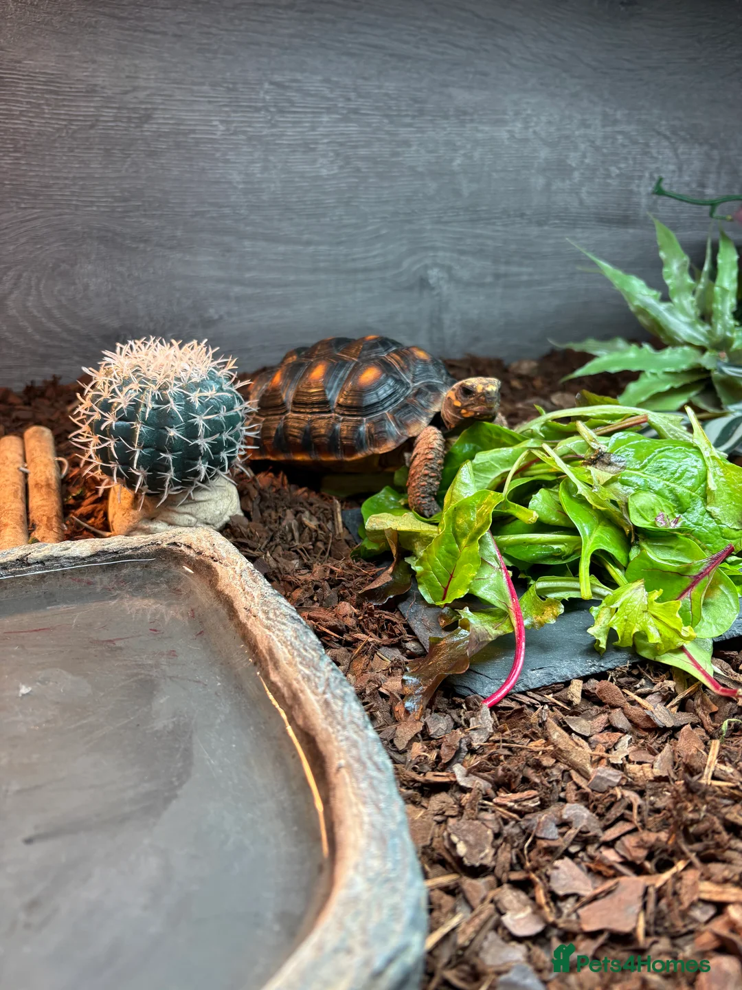 Tortoise reptiles for sale: Red footed tortoise  - Advert 2
