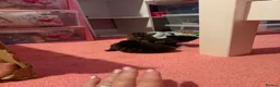 Mixed Breed cats for sale: 2 female tabby kittens  - Advert 5