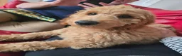 Goldendoodle dogs for sale: Billie - Gorgeous goldendoodle puppy in Chesterfield - Advert 2