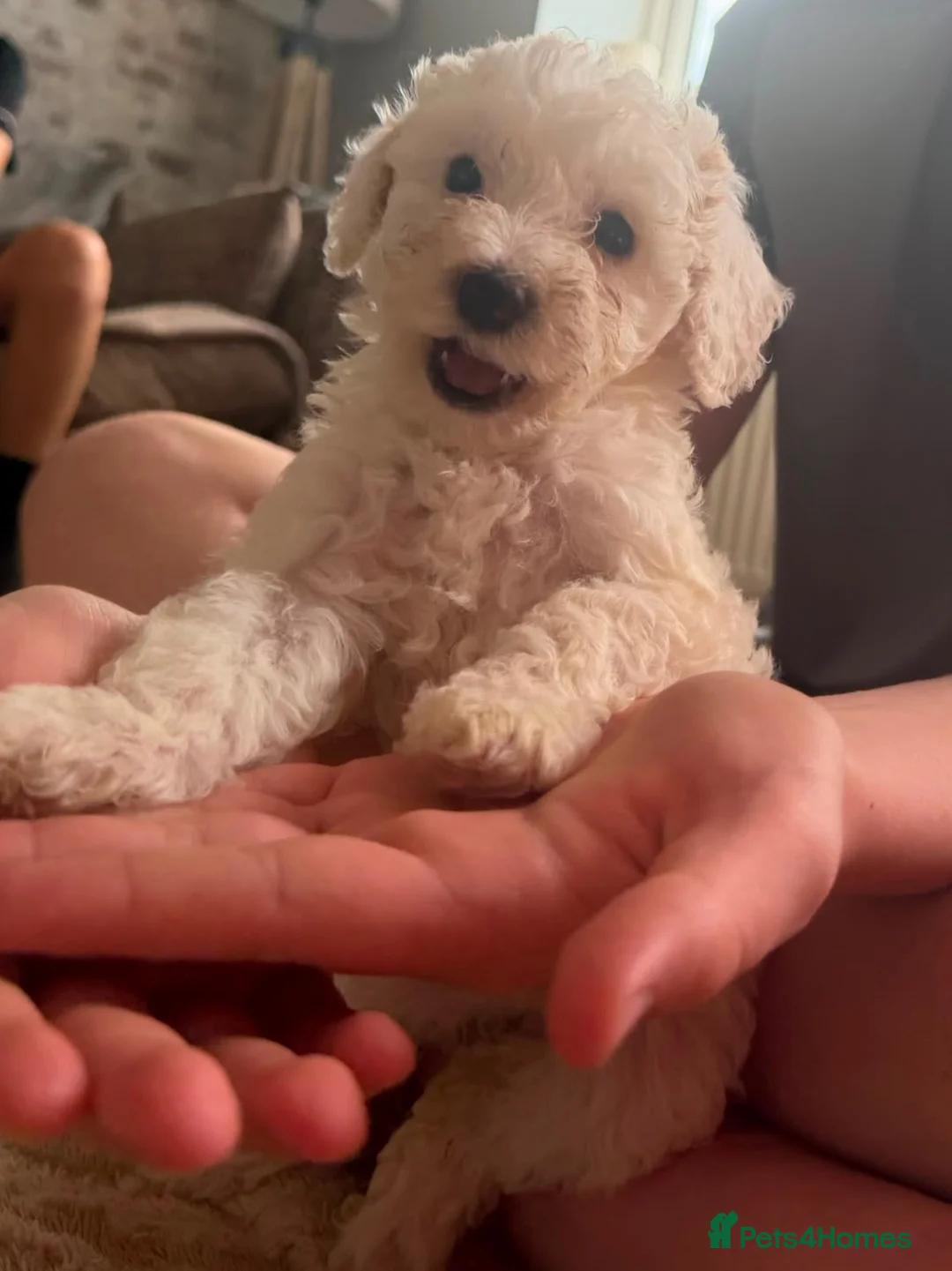 Cockapoo dogs for sale: Cockapoo puppies  - Advert 11