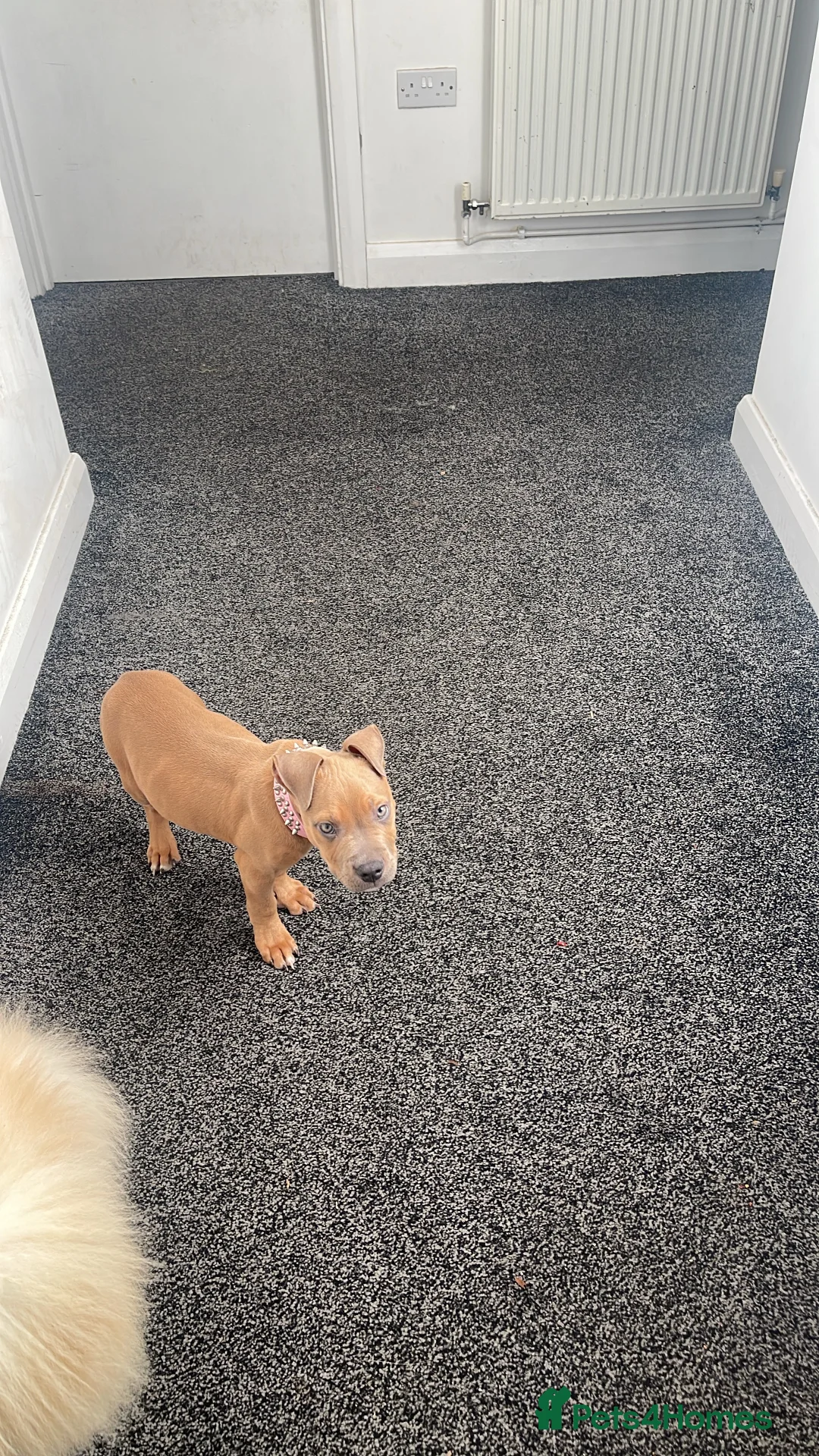 Mixed Breed dogs for sale: Olde Tyme Bulldog x American Staffordshire Pups - Advert 13