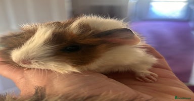 Guinea Pig rodents Gorgeous baby Guineapigs  - Advert 9