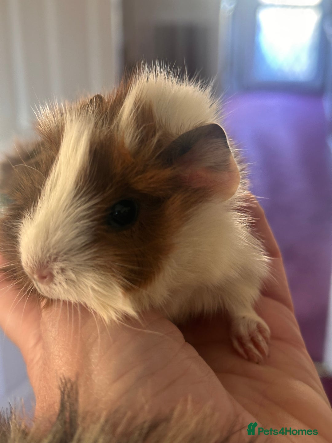 Guinea Pig rodents for sale: Gorgeous baby Guineapigs  - Advert 3