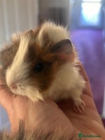 Guinea Pig rodents Gorgeous baby Guineapigs - Advert 7