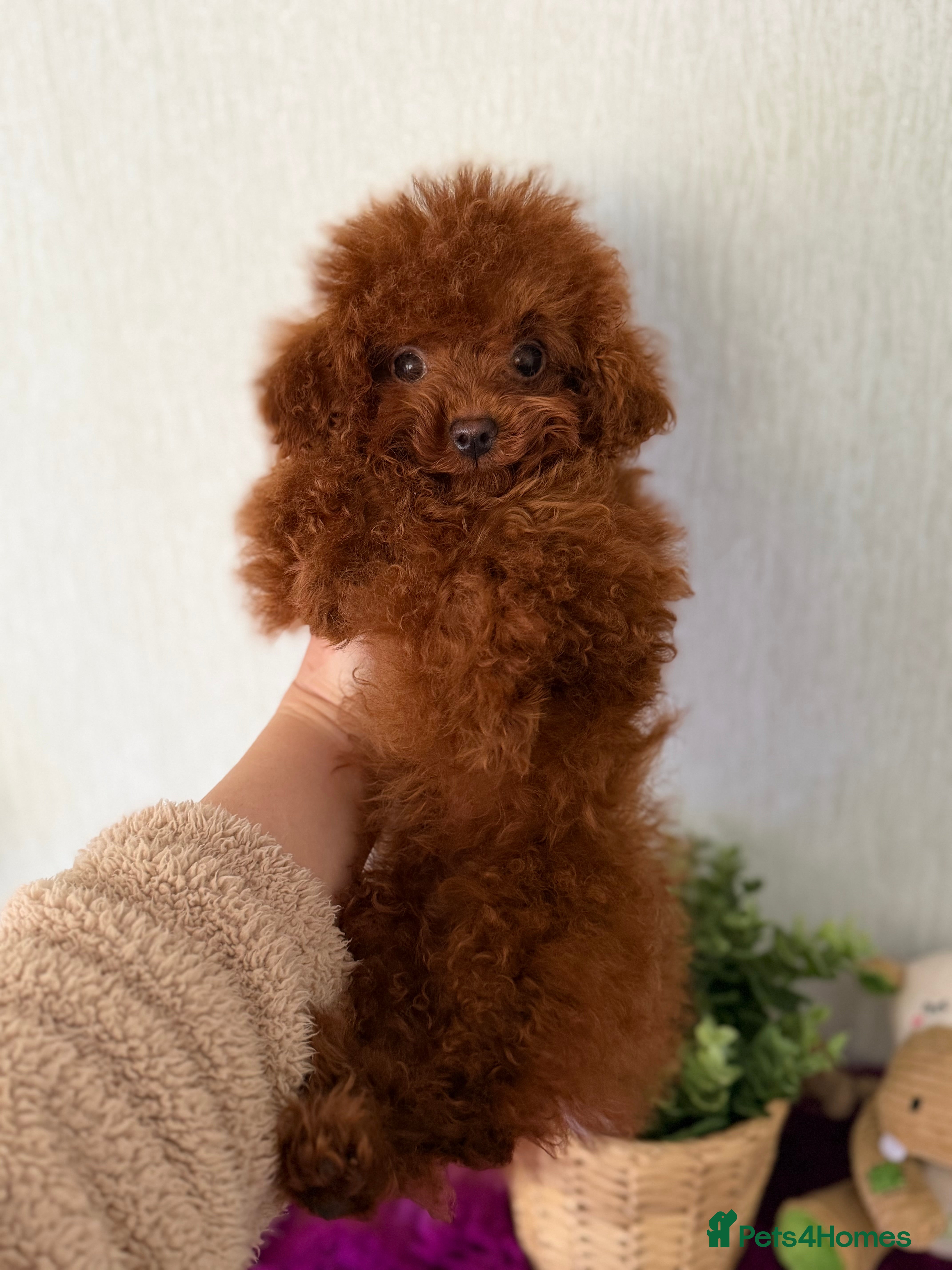 Poodle dogs Stunning Asian poodle boy for sale  - Advert 3