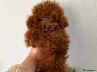 Poodle dogs Tiny Asian poodle boy looking for 🏡 - Advert 4