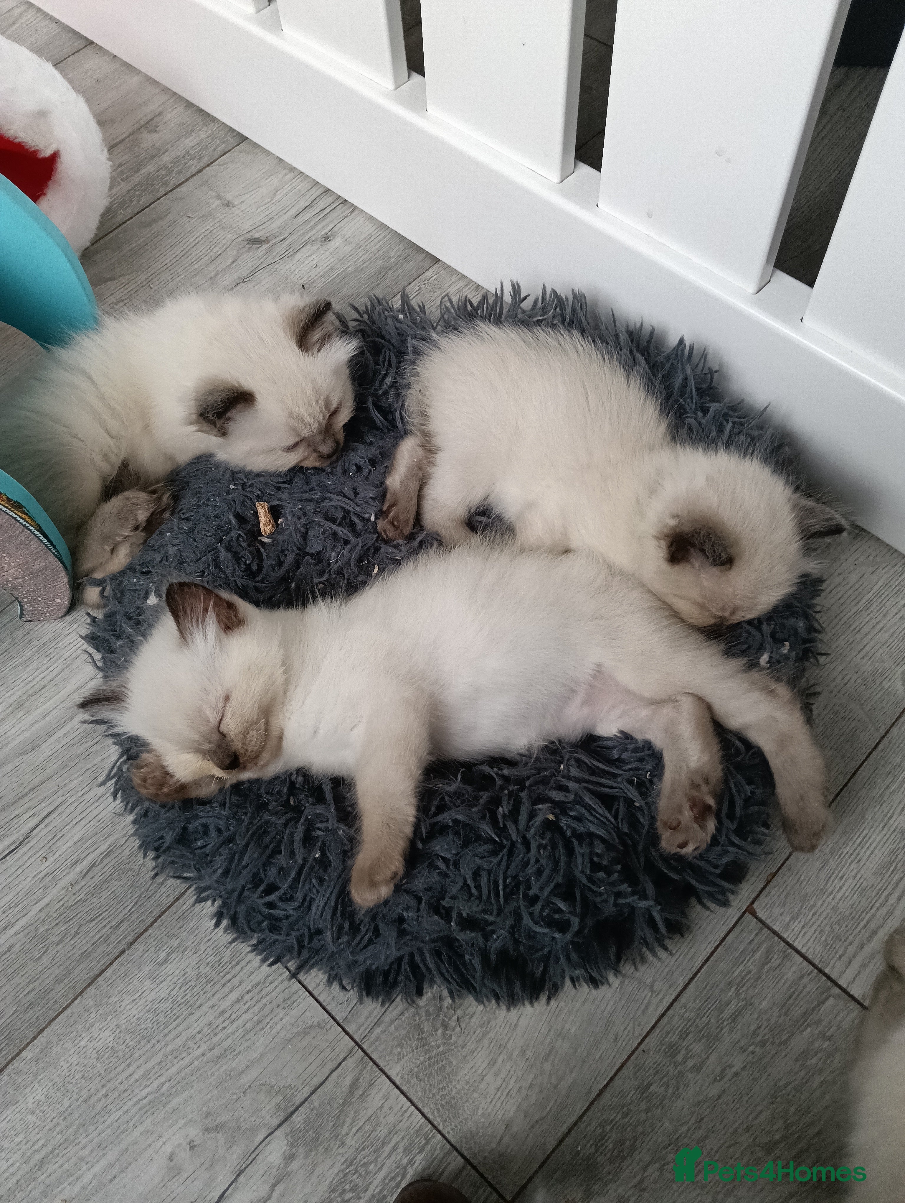 Ragdoll cats GCCF registered pedigree ragdoll kittens  - Advert 2
