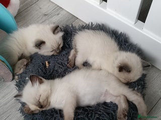 Ragdoll cats GCCF registered pedigree ragdoll kittens - Advert 3