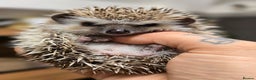Pygmy Hedgehog rodents for sale: baby pygmy hedgehogs available LAST ONE  - Advert 8