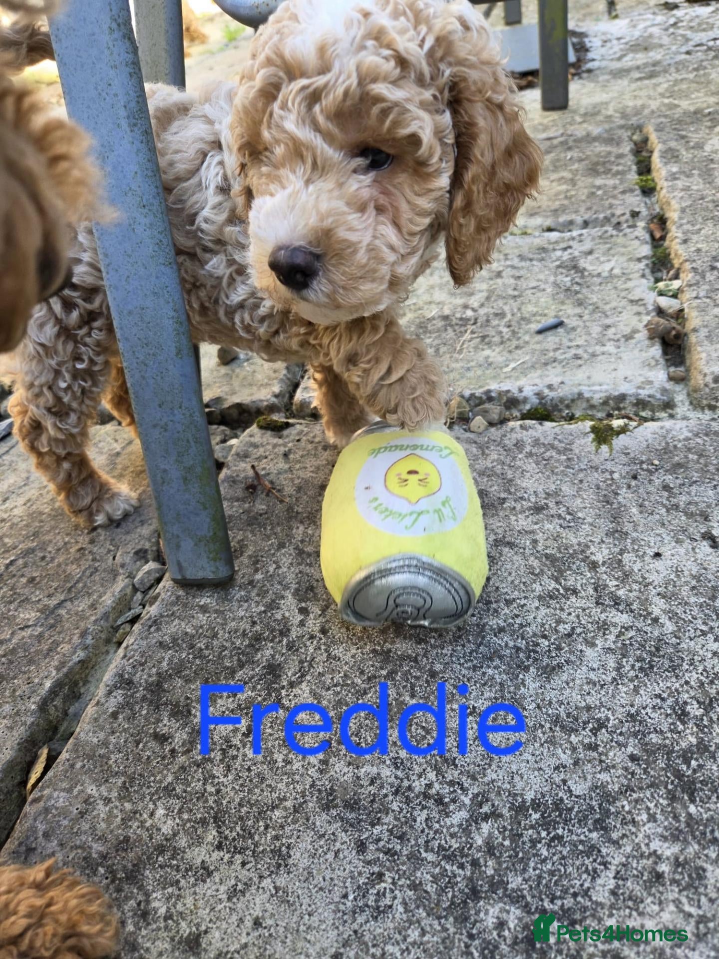 Toy Poodle dogs KC registered Toy Poodle puppies - Advert 2