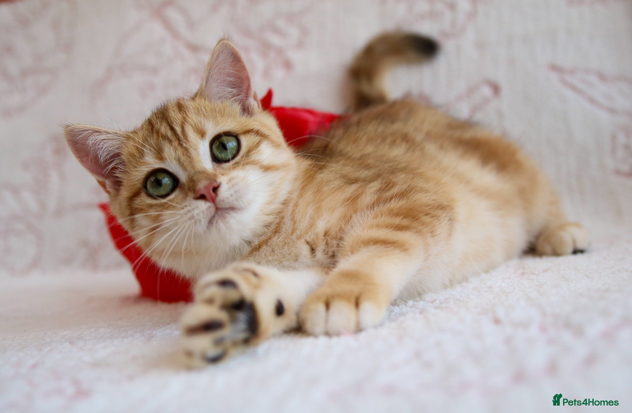 British Shorthair cats 💙British shorthair kittens ready now💙 - Advert 2