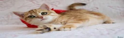 British Shorthair cats for sale: 💙British shorthair ready now🩷 - Advert 1