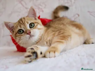 British Shorthair cats 💙British shorthair kittens ready now💙 - Advert 2