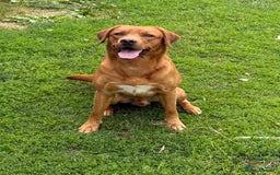 Labrador Retriever dogs for sale: 2 Yellow Females 👀🏡 in Boston - Image 13