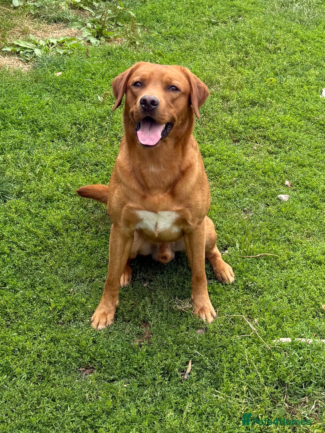 Labrador Retriever dogs for sale: 2 Yellow Females 👀🏡 in Boston - Image 13