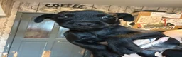 Patterdale Terrier dogs for sale: Patterdale Terriers Pups For Sale  - Advert 3