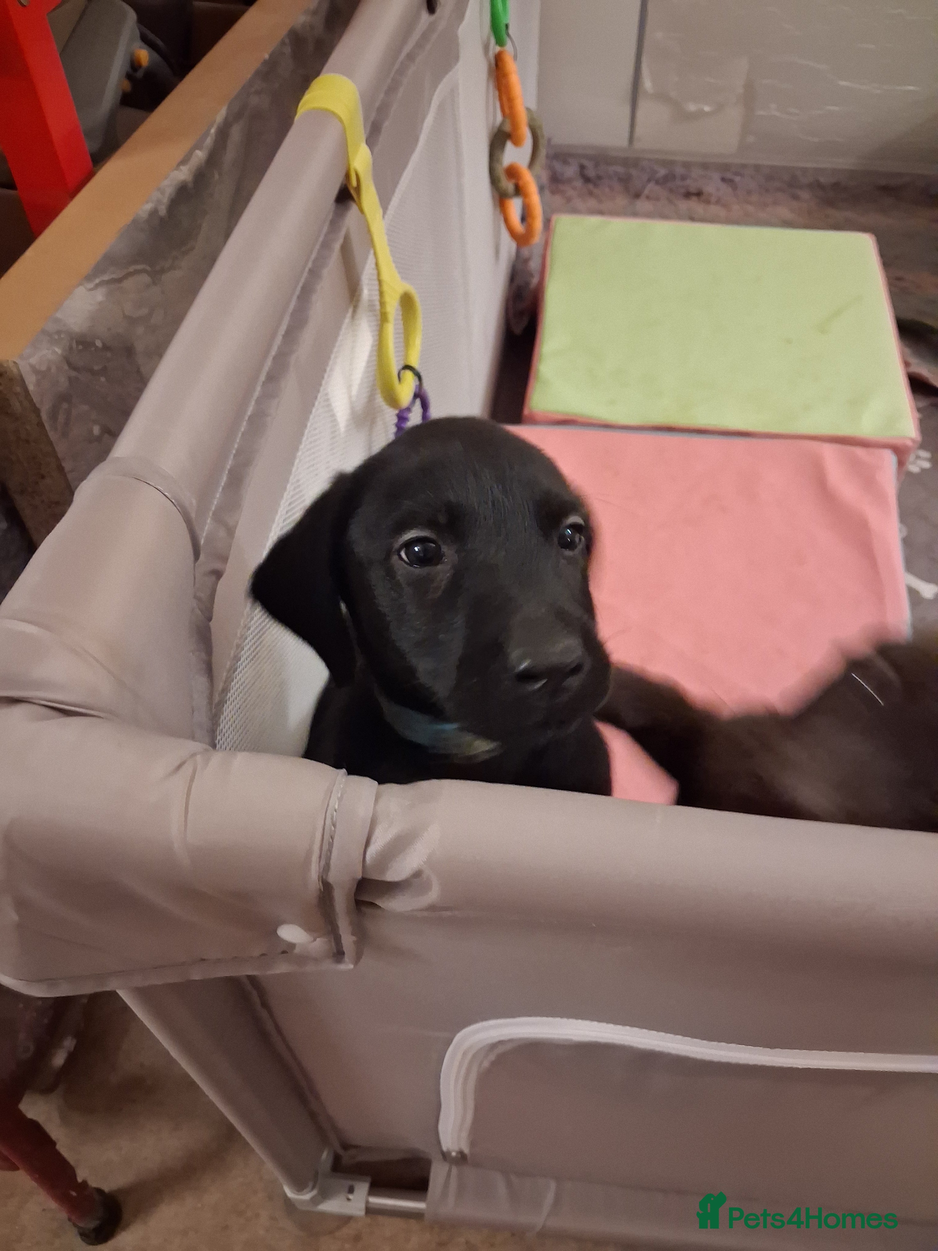 Labrador Retriever dogs **LAST PUPPY, READY NOW** - Advert 4