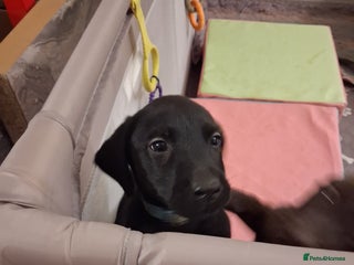Labrador Retriever dogs **LAST PUPPY, READY NOW** - Advert 1