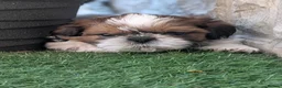 Shih Tzu dogs for sale: Beautiful Boy From Show Lines  - Advert 1