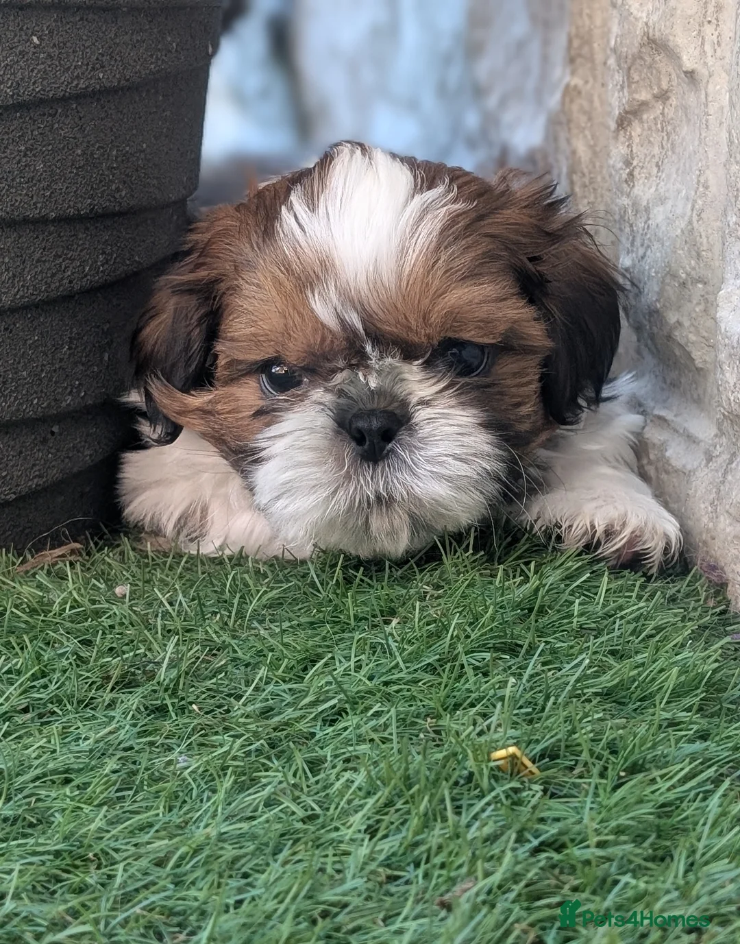 Shih Tzu dogs for sale: Beautiful Boy From Show Lines  - Advert 1