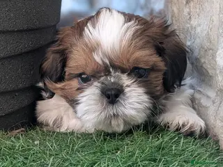 Shih Tzu dogs Beautiful Boy From Show Lines - Advert 14