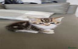 Persian cats for sale: Playful 10-Week-Old Male Persian Kitten  - Image 3