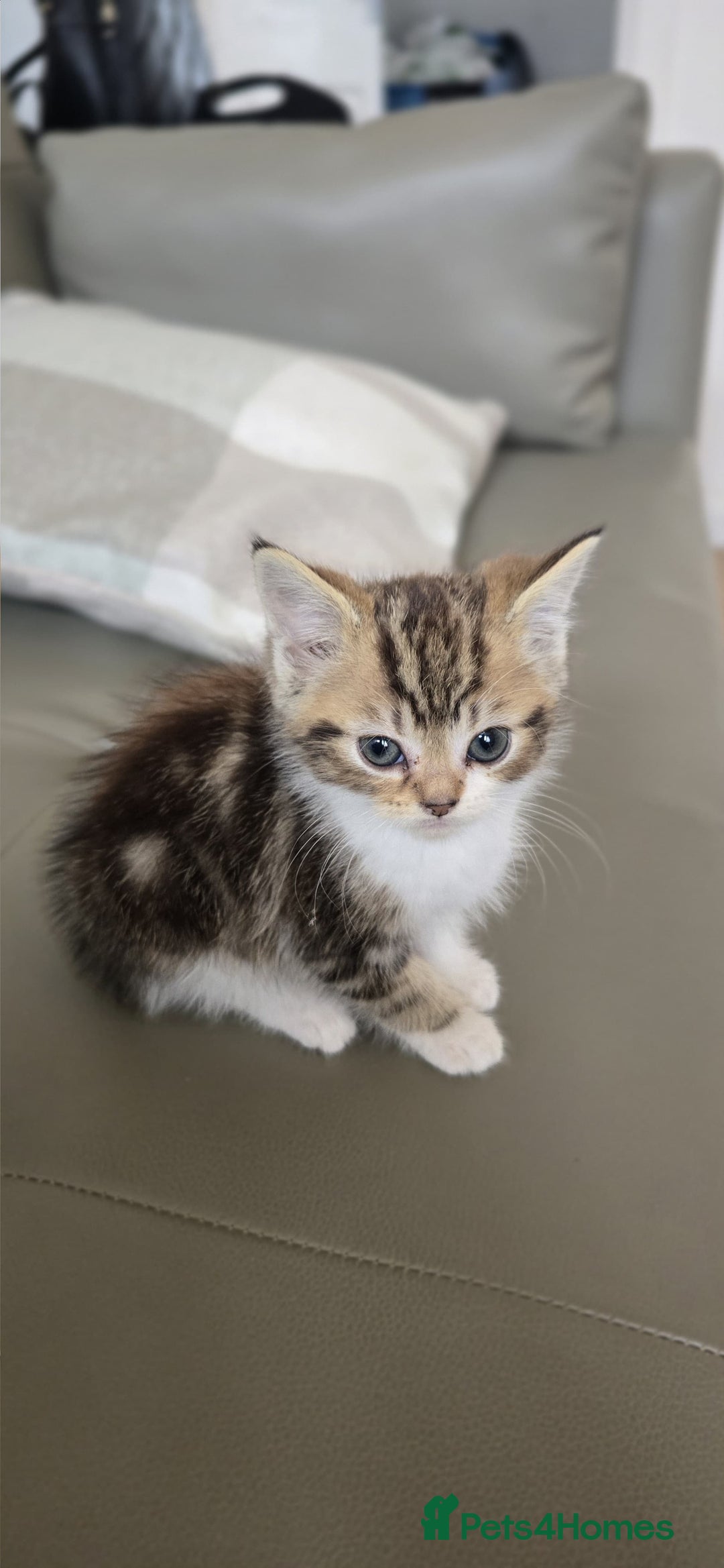 Persian cats for sale: Playful 10-Week-Old Male Persian Kitten  - Image 3