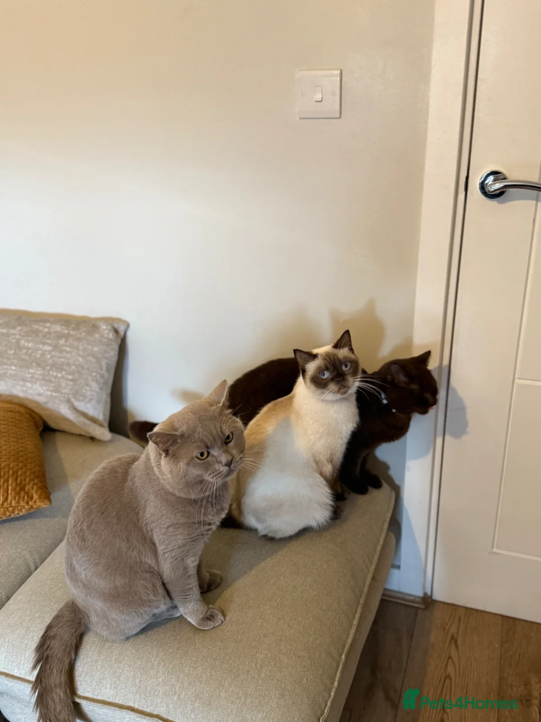 British Shorthair cats for sale: Brown and lilac British Short hair - Advert 1