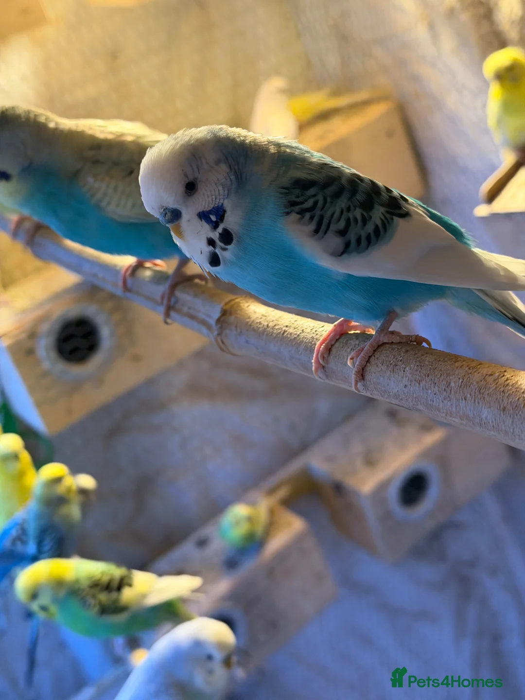 Budgerigars birds for sale: Budgies for sale - Advert 4
