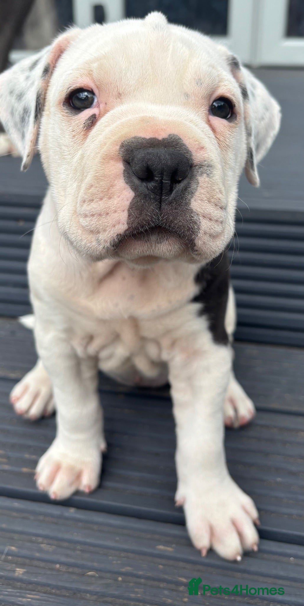Mixed Breed dogs Old Tyme x American bulldog  - Advert 21