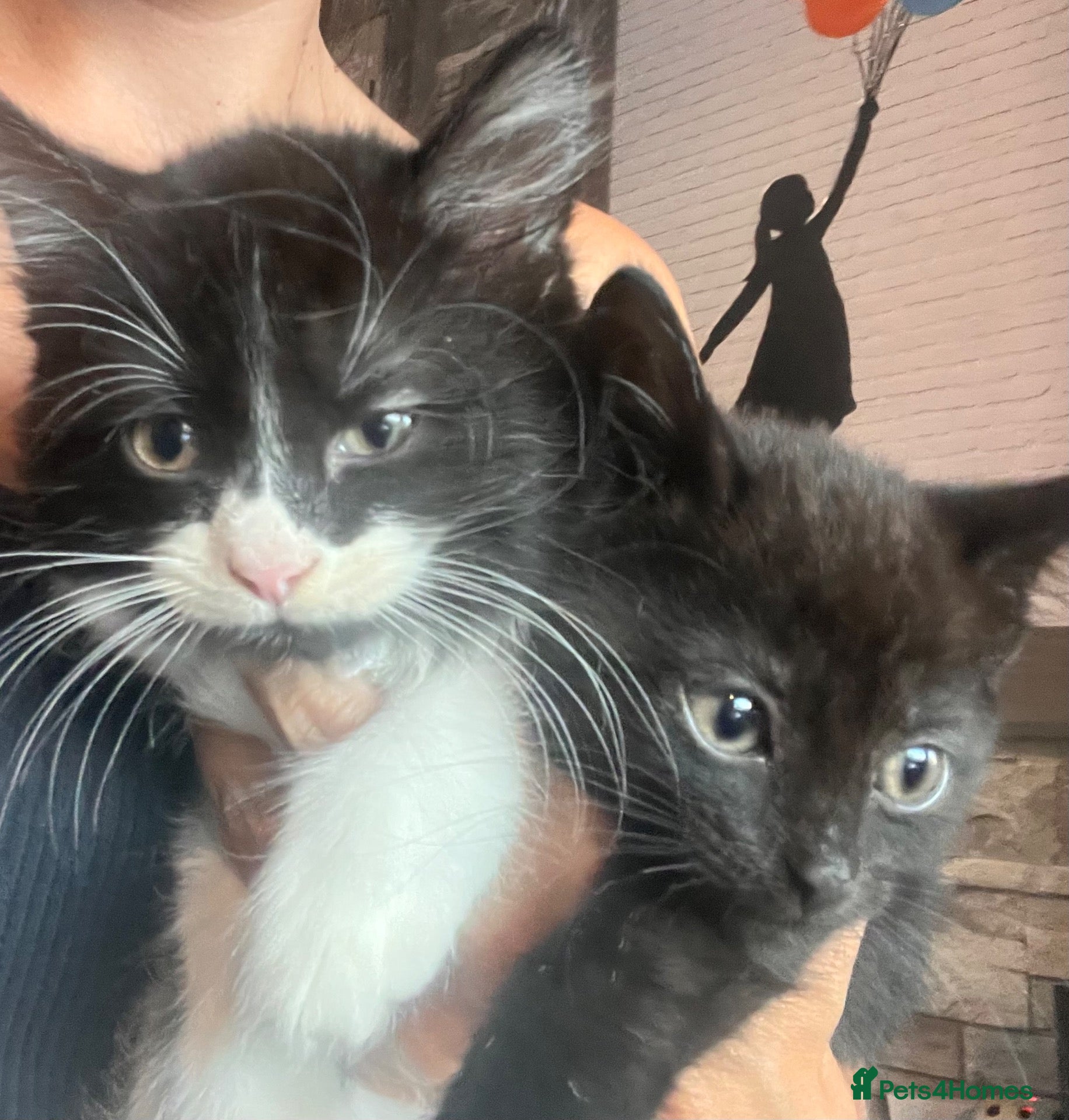 Mixed Breed cats Last 2 Ready now £100  - Advert 4