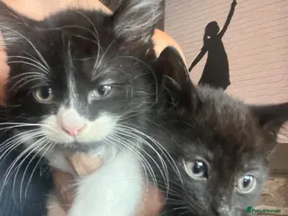 Mixed Breed cats Last 2 Ready now £100 - Advert 4