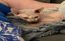 Sphynx cats for sale: Pair of sphynxes - Image 5