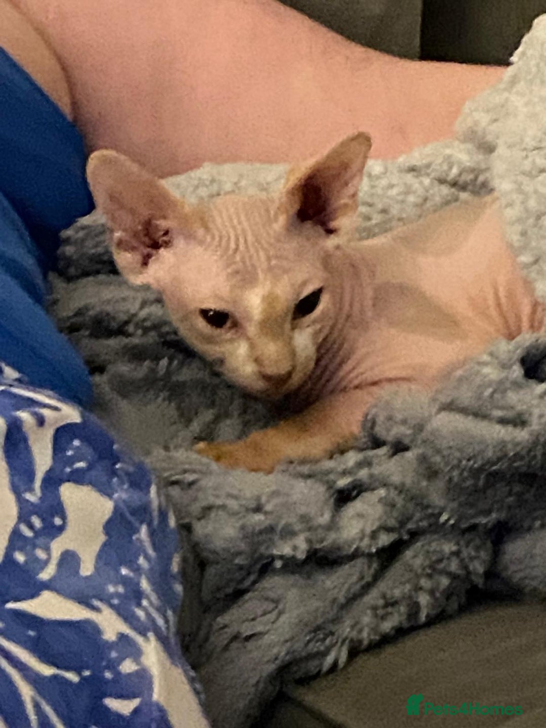 Sphynx cats for sale: Pair of sphynxes - Image 5